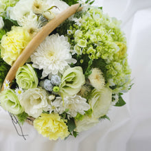 Load image into Gallery viewer, Amii
